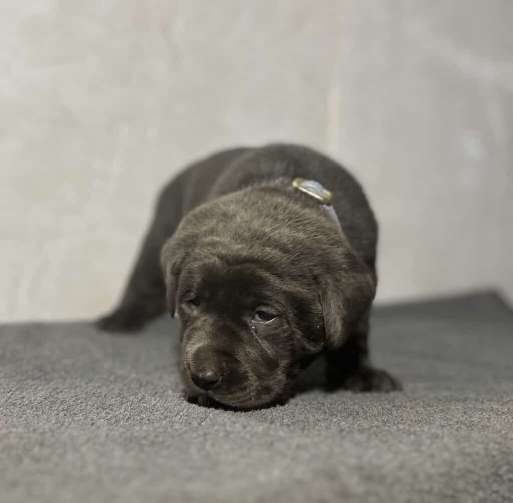 Ready Febuary 14th - Ebonys Charcoal Male 1st pick (2 Available)