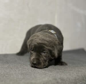 Ready Febuary 14th – Ebonys Charcoal Male 1st pick (2 Available)