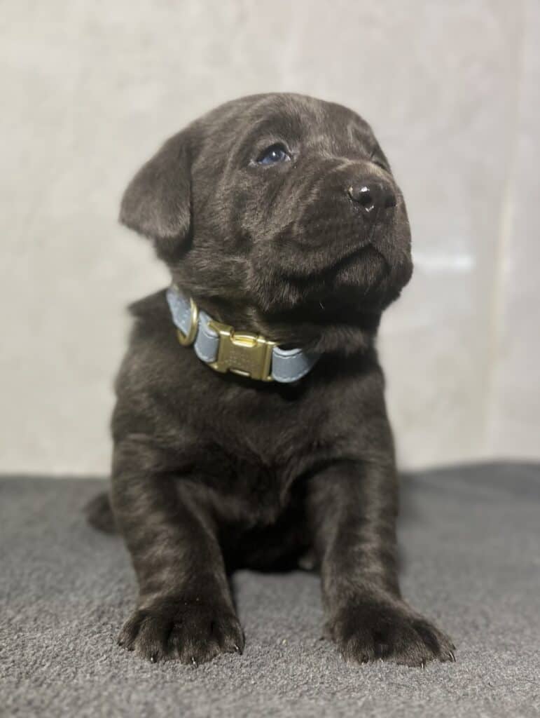 Ready Febuary 14th - Ebonys Charcoal Male 1st pick (2 Available)