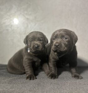 Ready Febuary 14th – Ebonys Charcoal Male 1st pick (2 Available)