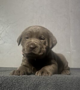 Ready Febuary 14th – Ebonys Silver Female