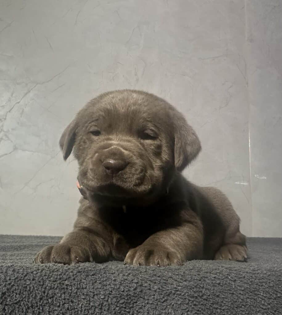 Ready Febuary 14th - Ebonys Silver Female