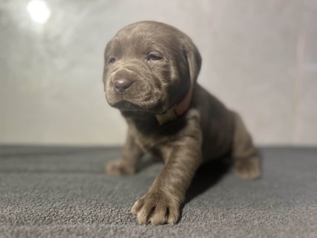 Ready Febuary 14th - Ebonys Silver Female