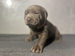 Ready Febuary 14th – Ebonys Silver Female