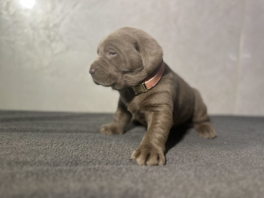 Ready Febuary 14th - Ebonys Silver Female