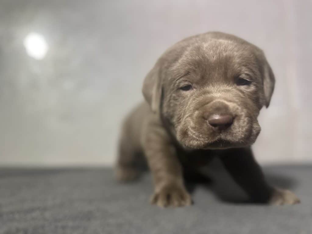 Ready Febuary 14th - Ebonys Silver Female