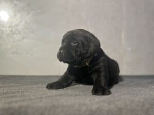 Ready Febuary 14th – Ebonys Black Male 1st pick (2 Available)