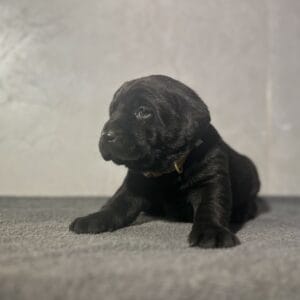Black Puppy