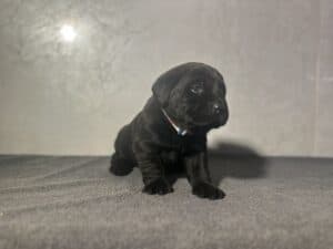 Ready Febuary 14th – Ebonys Black Male 1st pick (2 Available)