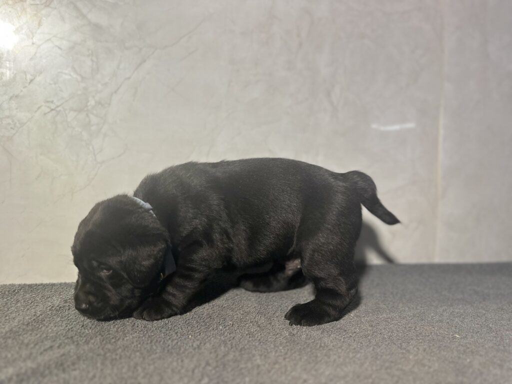 Ready Febuary 14th - Wilber Black Male (Curly Tail)