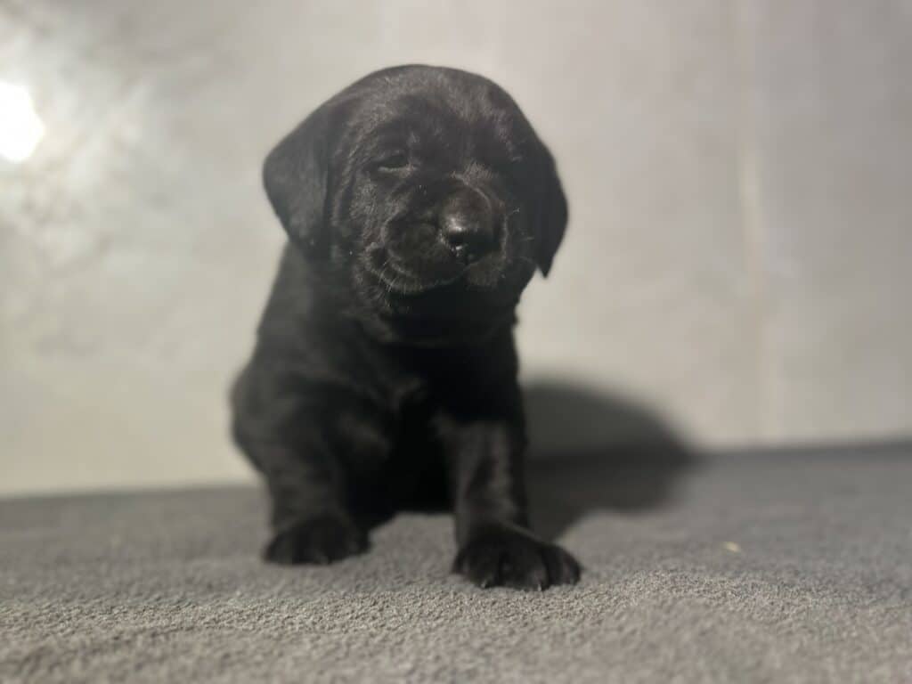 Ready Febuary 14th - Wilber Black Male (Curly Tail)