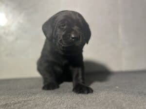 Ready Febuary 14th – Wilber Black Male (Curly Tail)