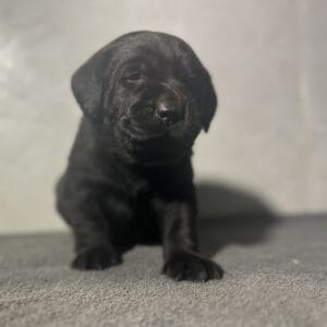 Black Puppy