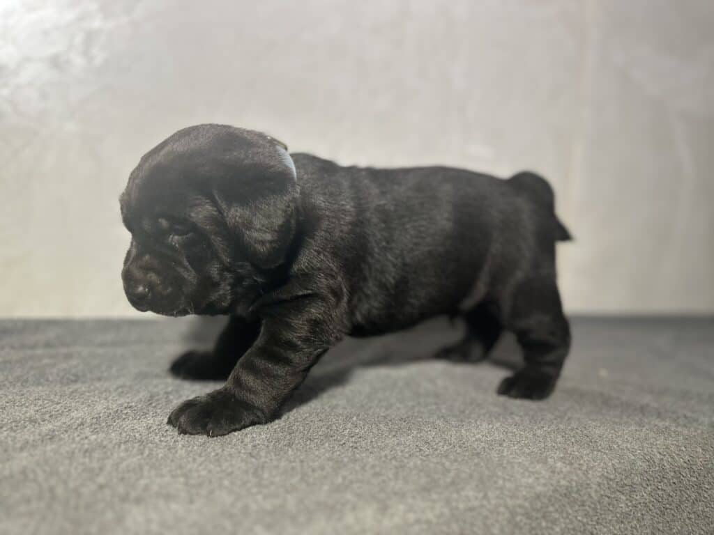 Ready Febuary 14th - Wilber Black Male (Curly Tail)