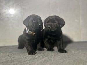 Ready Febuary 14th – Ebonys Black Male 1st pick (2 Available)