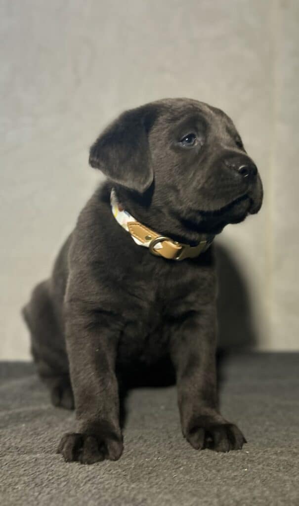 Atlas- Charcoal Male-Ready January 25th