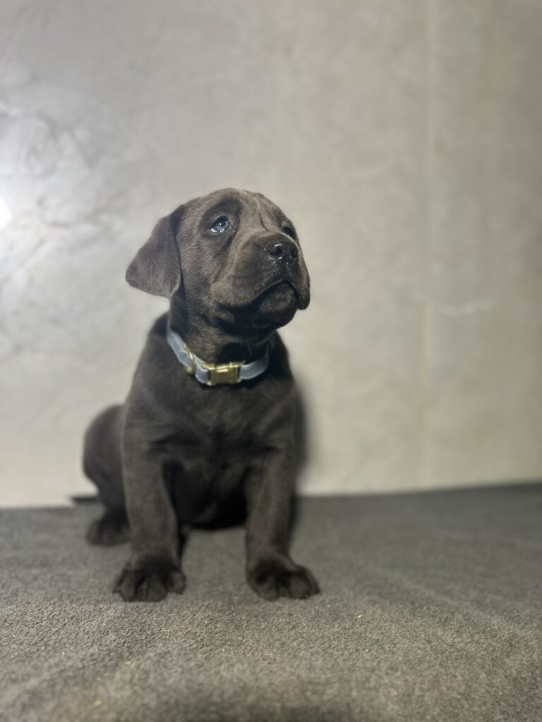 Atlas- Charcoal Male-Ready January 25th