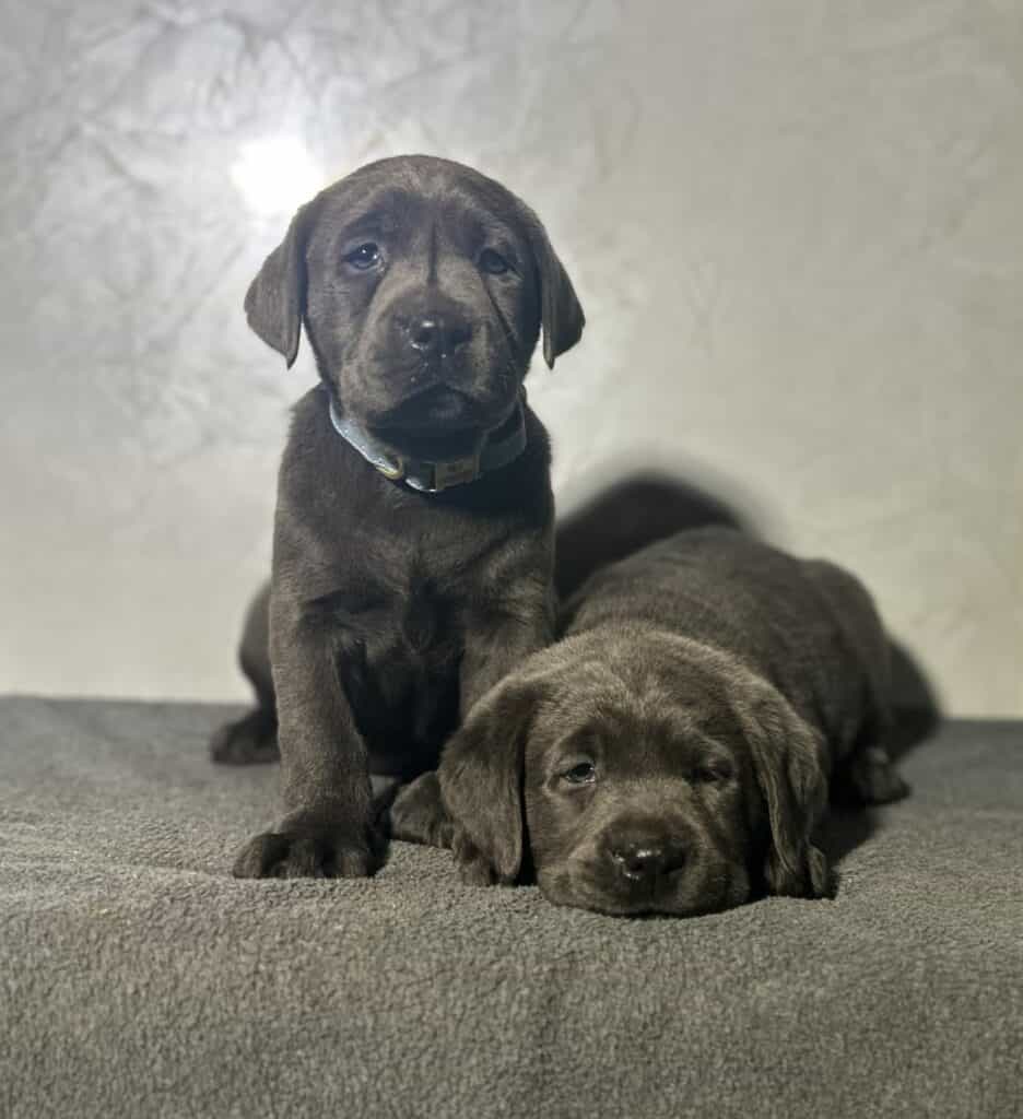 Atlas- Charcoal Male-Ready January 25th