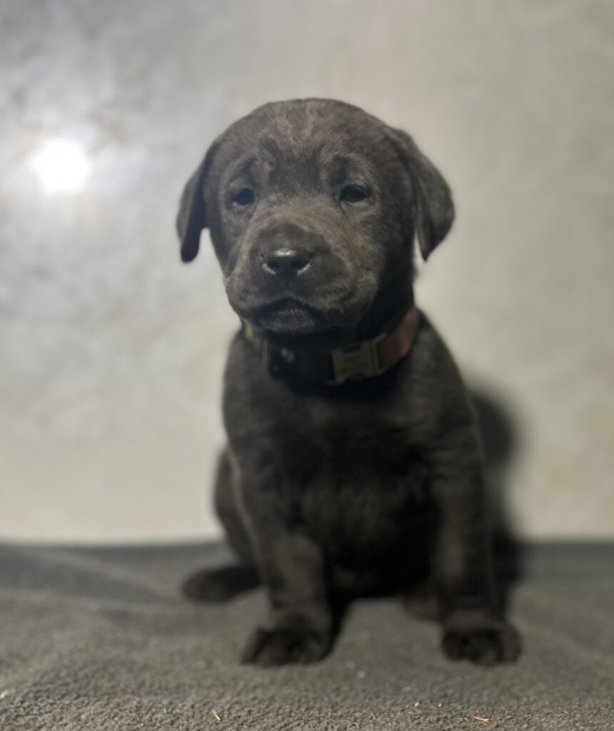Nova- Charcoal Female-Ready January 25th