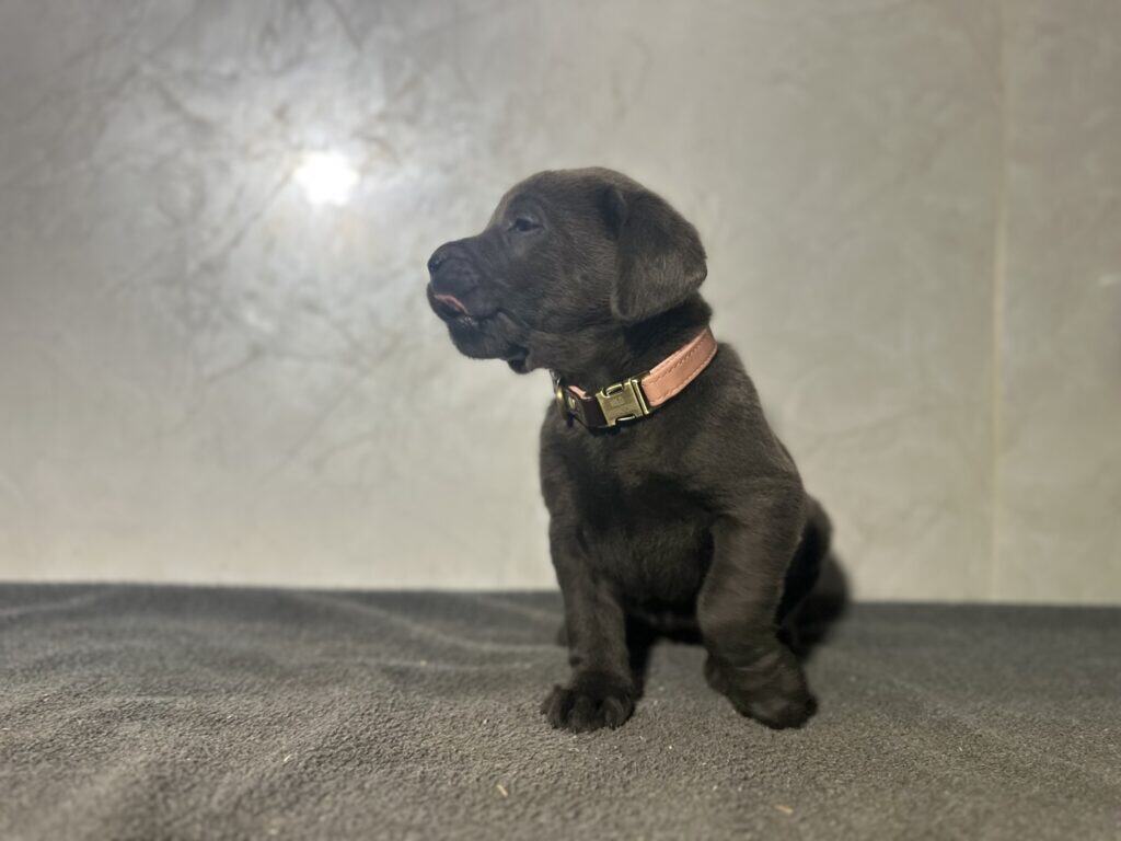 Nova- Charcoal Female-Ready January 25th