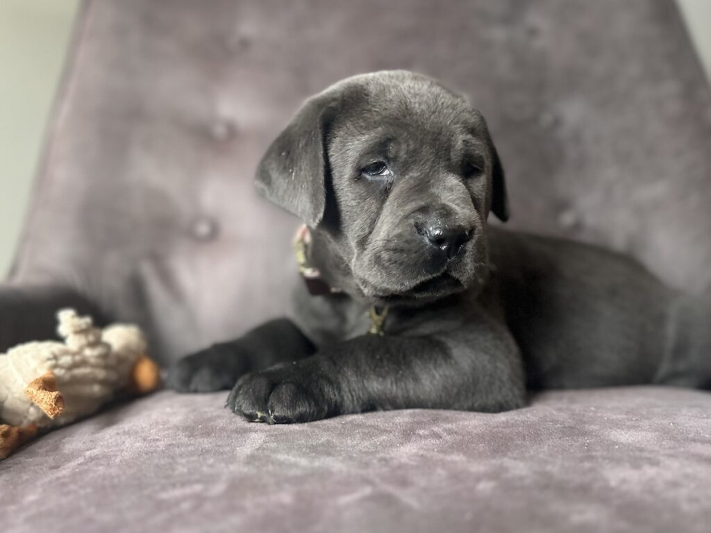 Nova- Charcoal Female-Ready January 25th