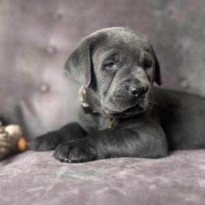 Nova- Charcoal Female-Ready January 25th