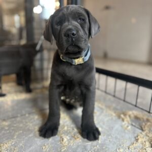 Atlas- Charcoal Male-Ready January 25th