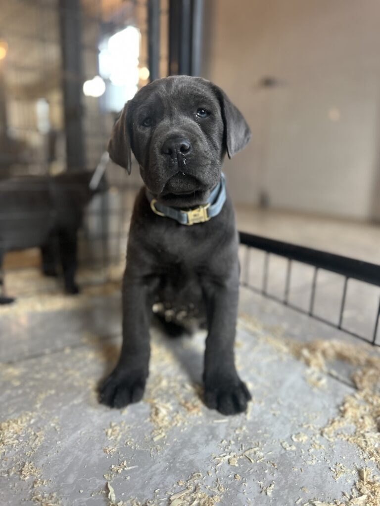 Atlas- Charcoal Male-Ready January 25th