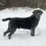 Stunning blocky Charcoal Labrador Retriever