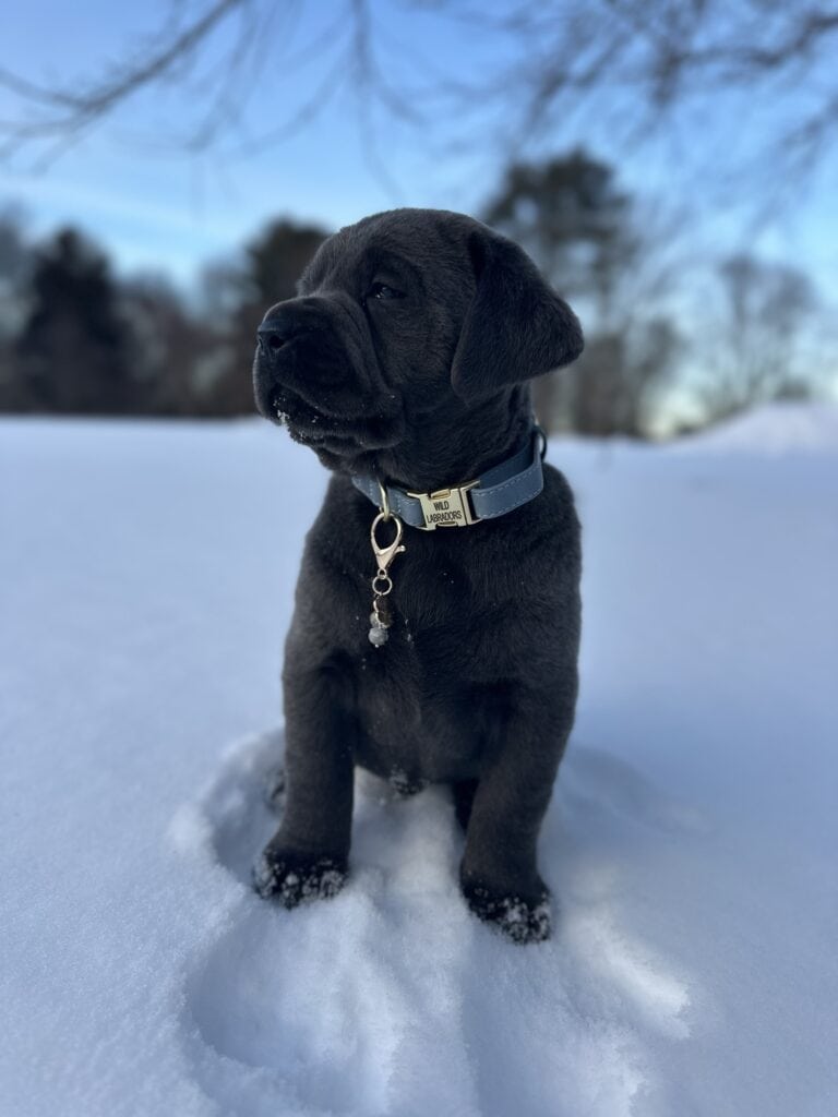 Ready Febuary 14th - Ebonys Charcoal Male 1st pick (2 Available)