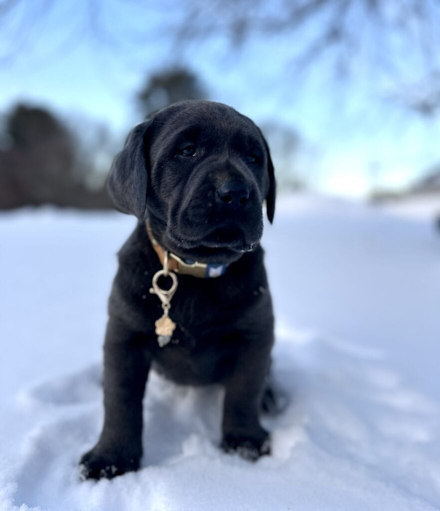 Athena - Available Febuary 14th