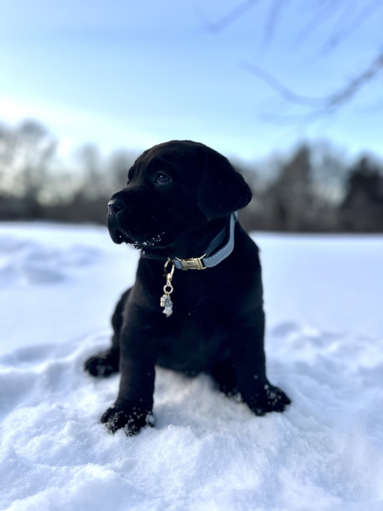 Ready Febuary 14th – Ebonys Black Male 1st pick (2 Available)