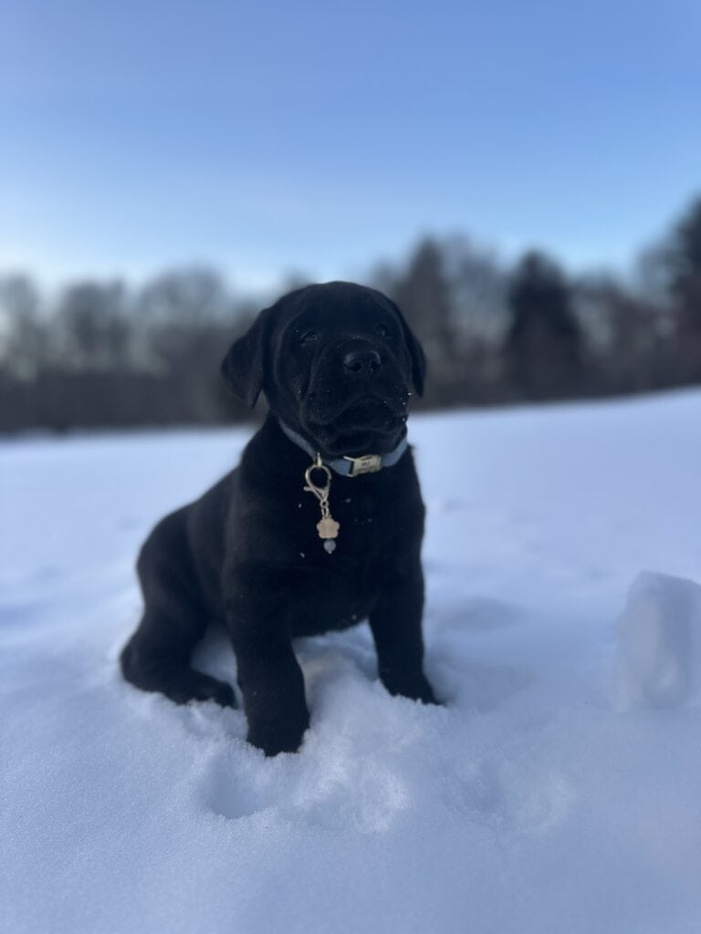 Wilber Black Male (Curly Tail)