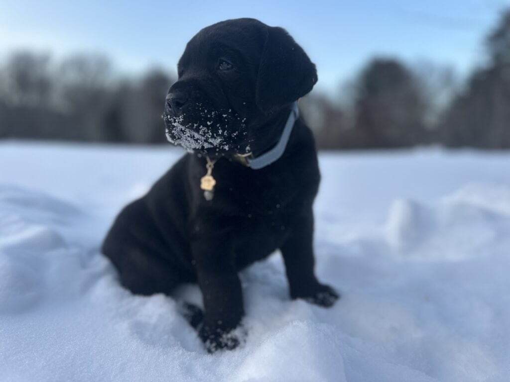 Wilber Black Male (Curly Tail)