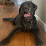 Charcoal Female puppy