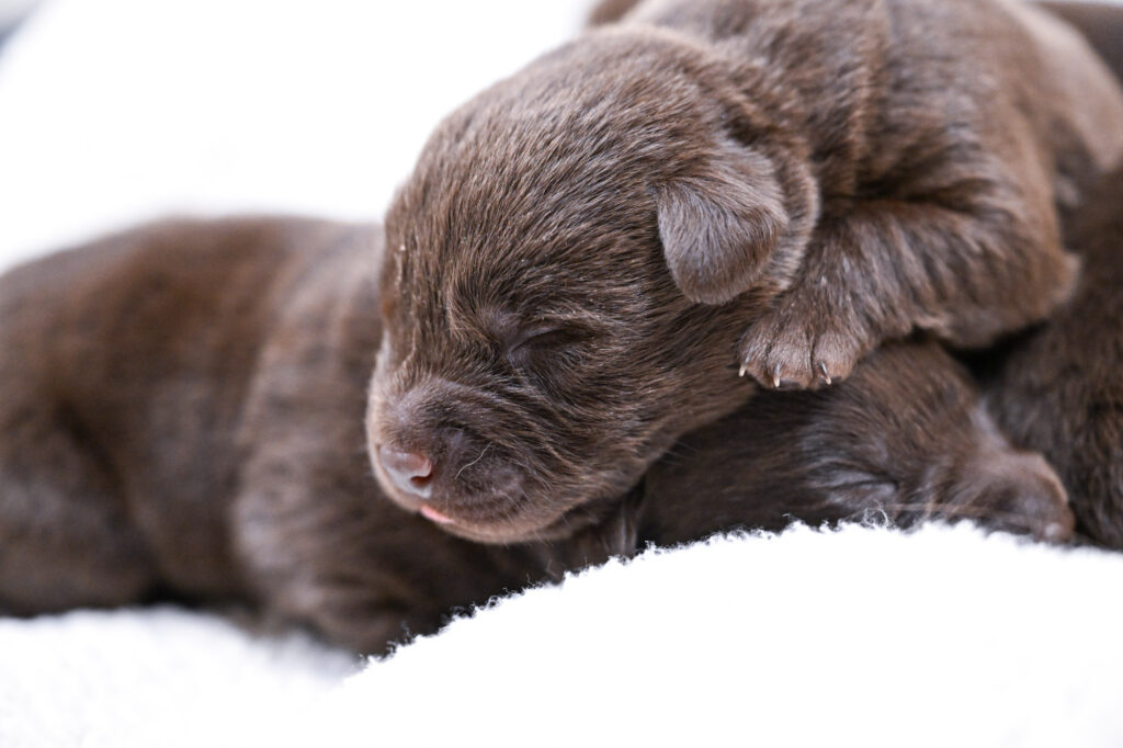 Chocolate Male- You Choose 4th (4 Total)