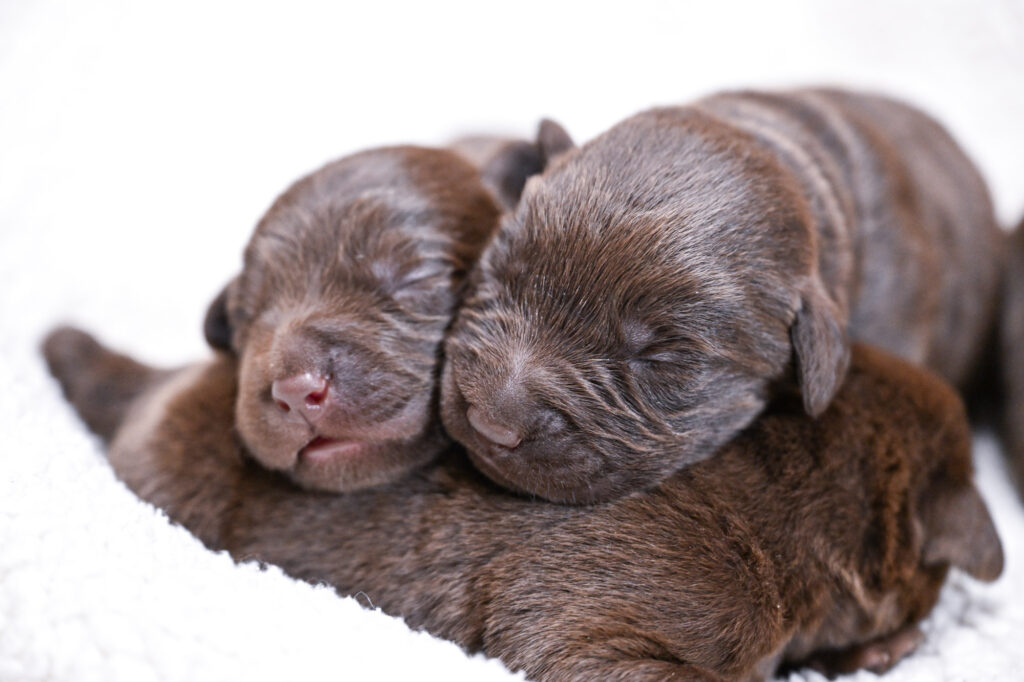 Chocolate Male- You Choose 4th (4 Total)