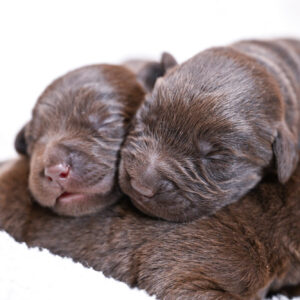 Chocolate Male- You Choose 2nd (4 Total)