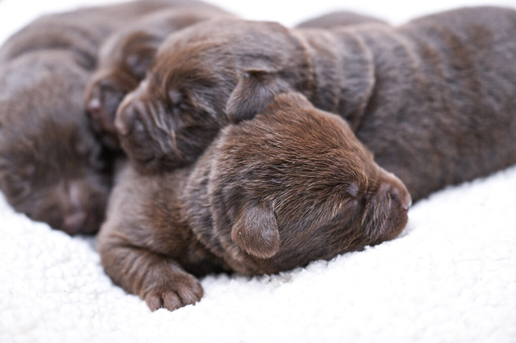 Chocolate Male- You Choose 3rd (4 Total)