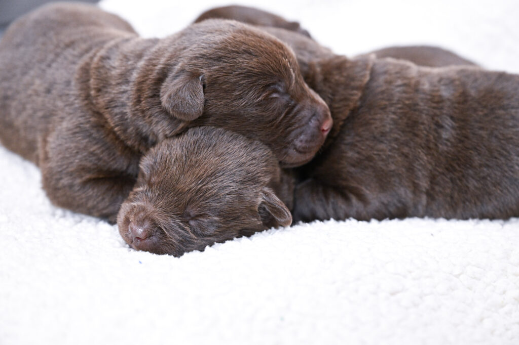 Chocolate Male- You Choose 4th (4 Total)