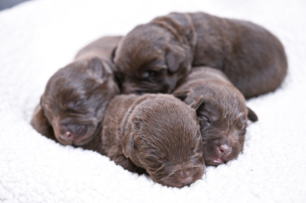 Chocolate Male- You Choose 4th (4 Total)