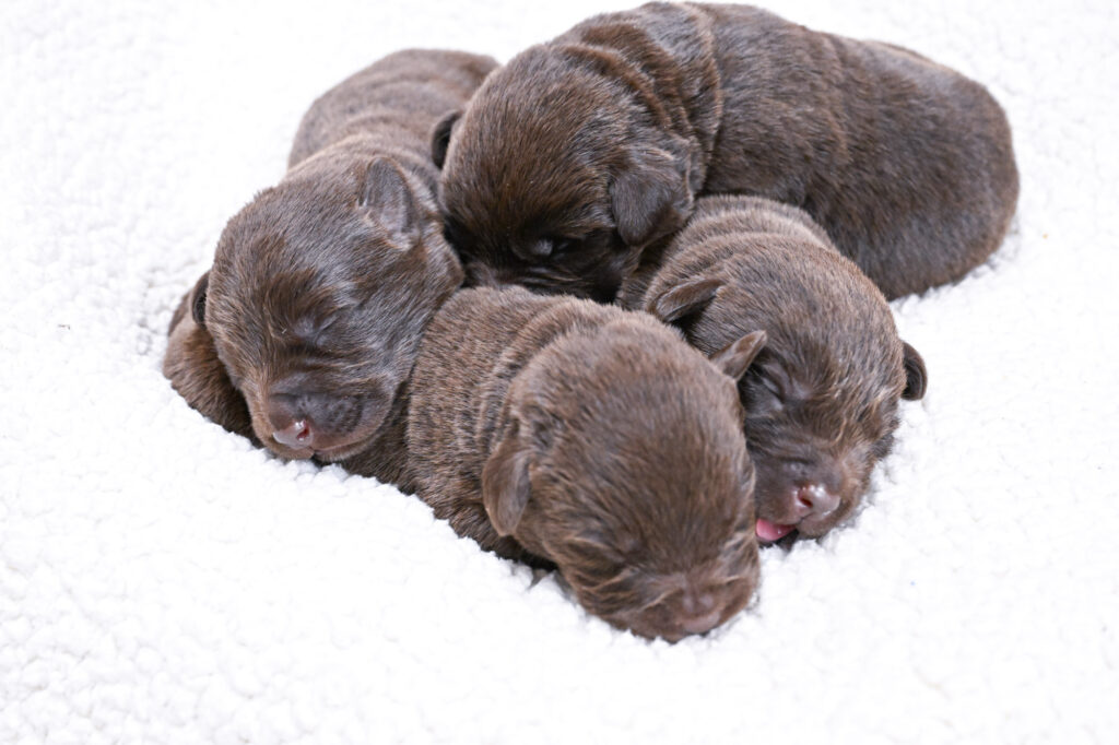 Chocolate Male- You Choose 3rd (4 Total)