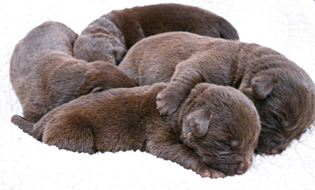 Chocolate Male- You Choose 2nd (4 Total)