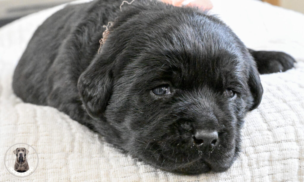 Black Female - Only One in Litter