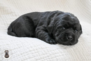 Black Female – Only One in Litter