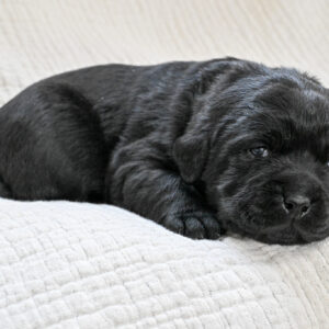 Black Female - Only One in Litter