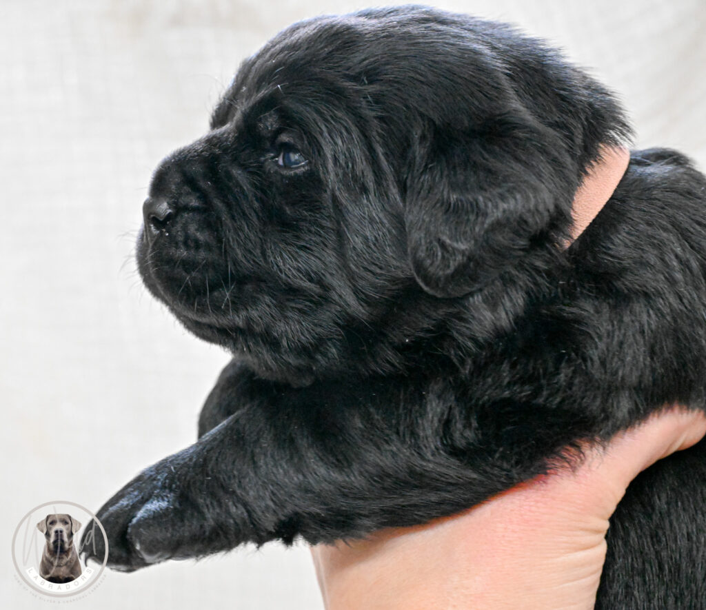 Black Female - Only One in Litter