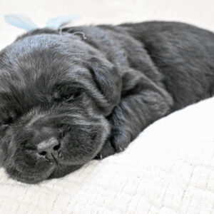 Black Male - Only One in Litter