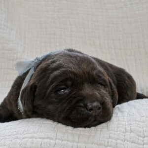 Chocolate Male- You Choose 2nd (2 Total)