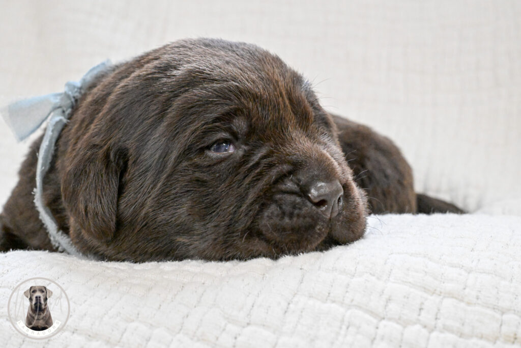 Chocolate Male- You Choose 2nd (2 Total)